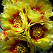 Cactus Flowers (2425)