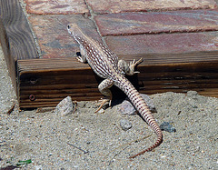 Lizard (4069)