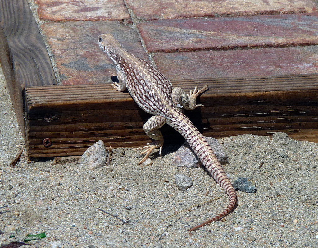 Lizard (4069)