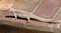 Lizard (4073)