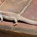 Lizard (4073)