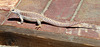 Lizard (4074)