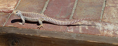 Lizard (4075)