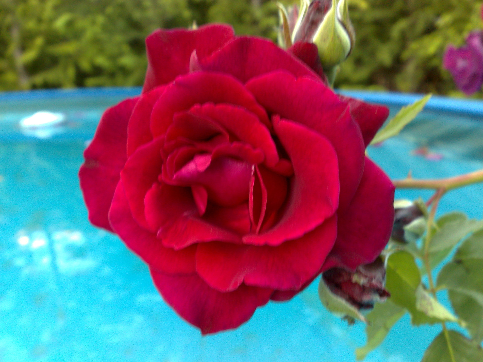 Rosa roja.