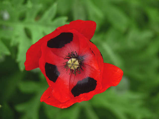 Poppy