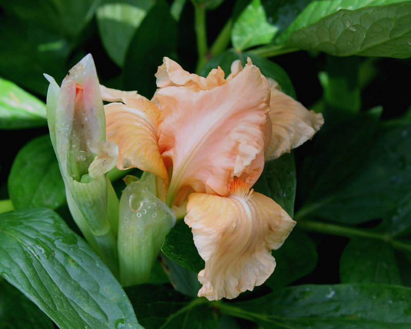 Iris nain abricot (2)