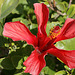 hibiscus d'Egypte