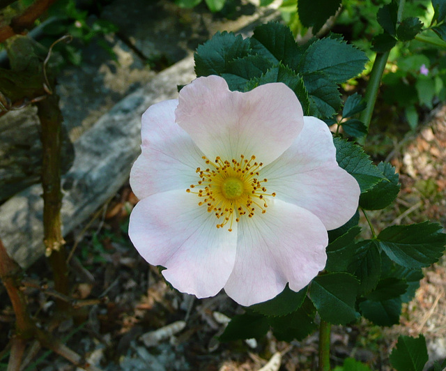 Blumen beim Nachbarn - floroj ĉe la najbaro