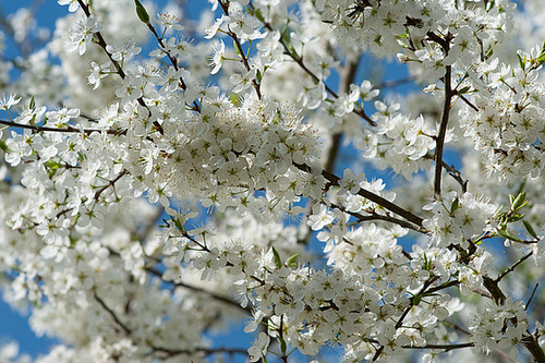 Schlehenblüte