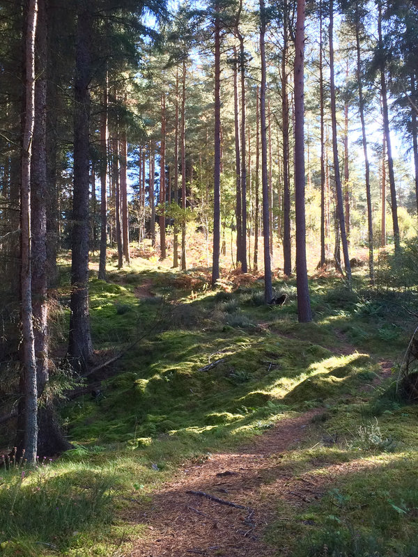 Doggie heaven - three mile meander on a sunny afternoon through the woods beside us...