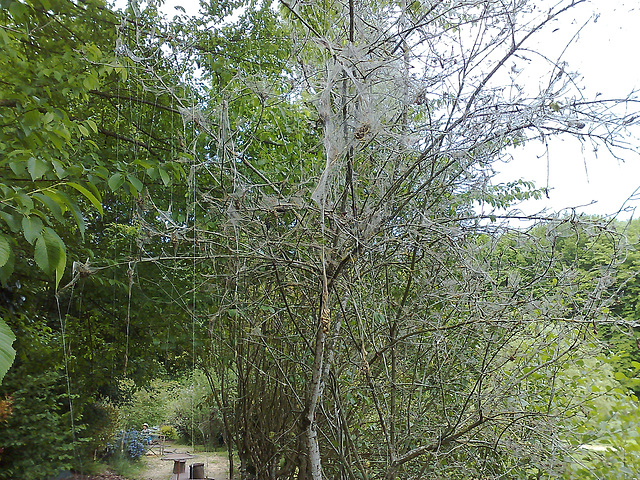 Chenilles à gogo