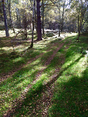 Doggie heaven - three mile meander on a sunny afternoon through the woods beside us...
