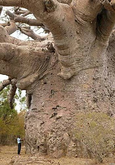 Baobab au Sénégal