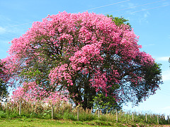 Ceiba Speciosa, Brésil