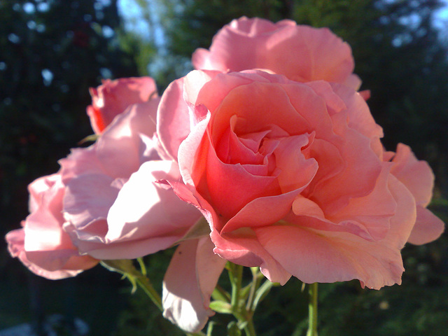 Rosas rosa.