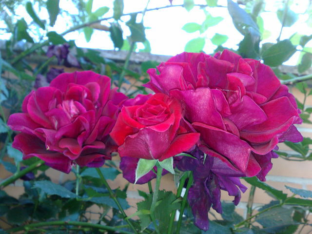 Rosas rojas.