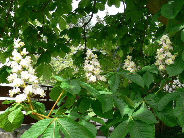 Blüten der Kastanie