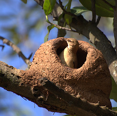 Fournier roux au nid, Argentine