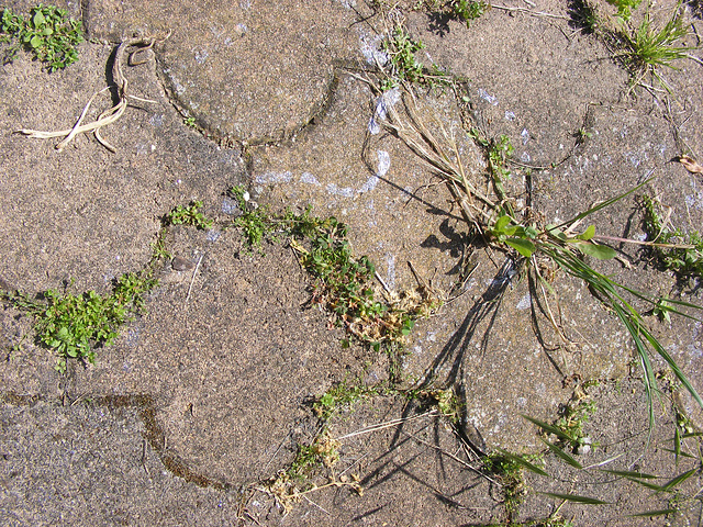 chemin escargotier