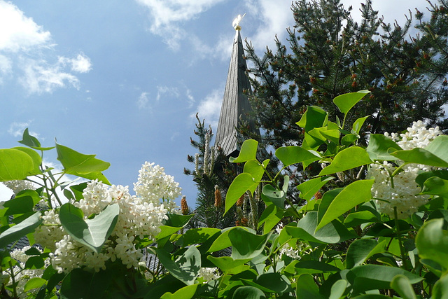 Flieder mit Kirchturm