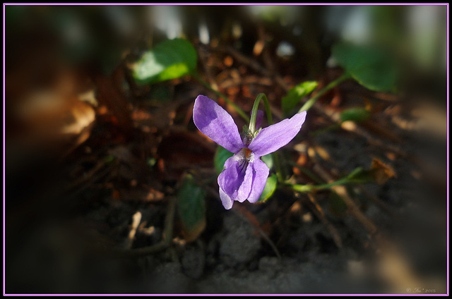 petite violette