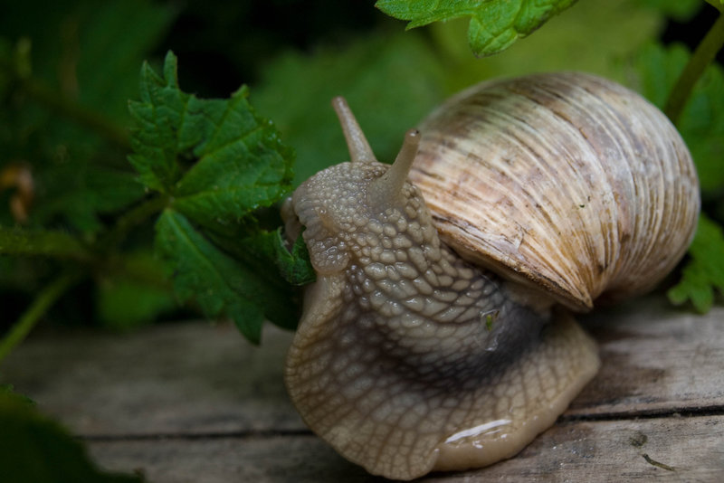 L'escargot mange