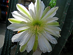Cereus Bloom (2776)