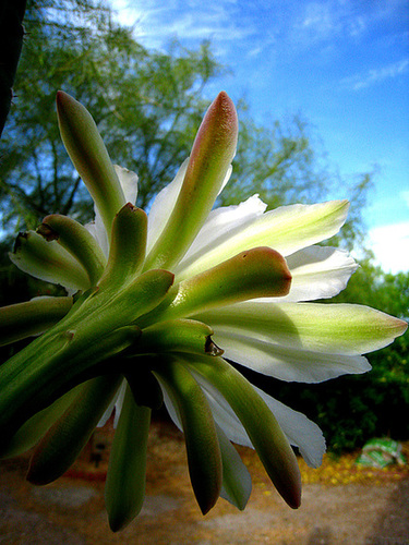 Cereus Bloom (2777)