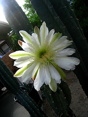 Cereus Bloom (2778)