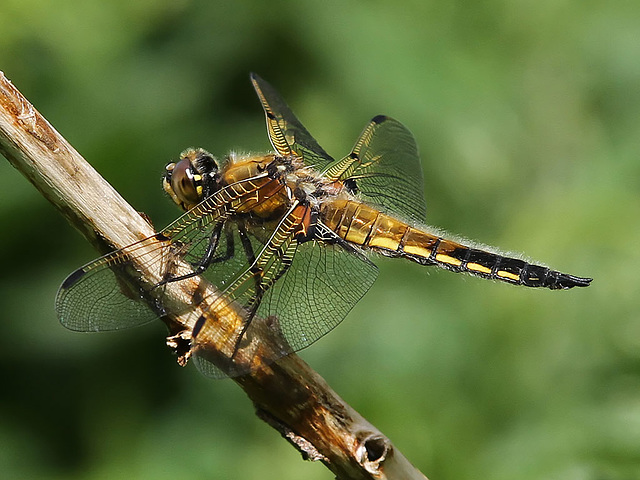 Four-spotted Chaser (Libellula quadrimaculata)