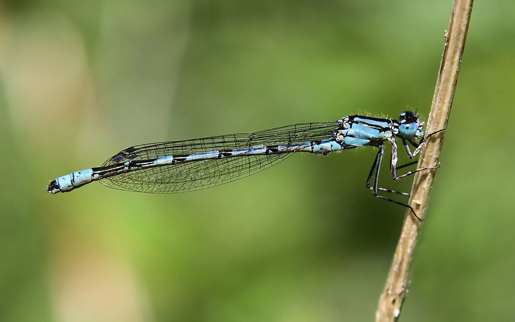 Common Blue Damselfly (Enallagma cyathigerum)