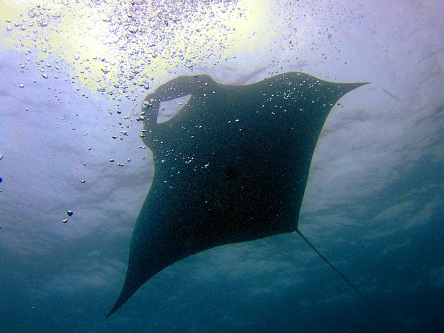 Mantas don't like air bubbles???