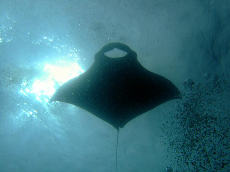 Manta flying over us