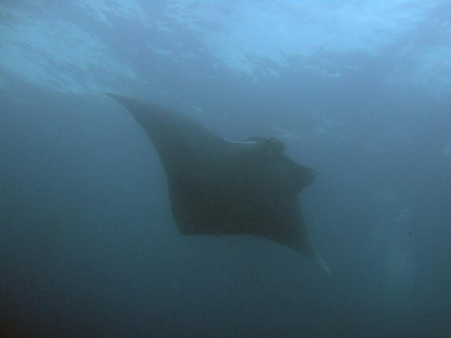 Manta's silhouette