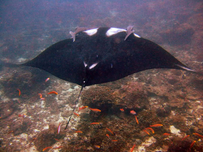 A small Manta from above