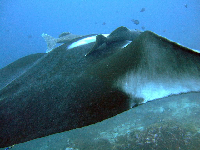 Mantas fine hairy surface