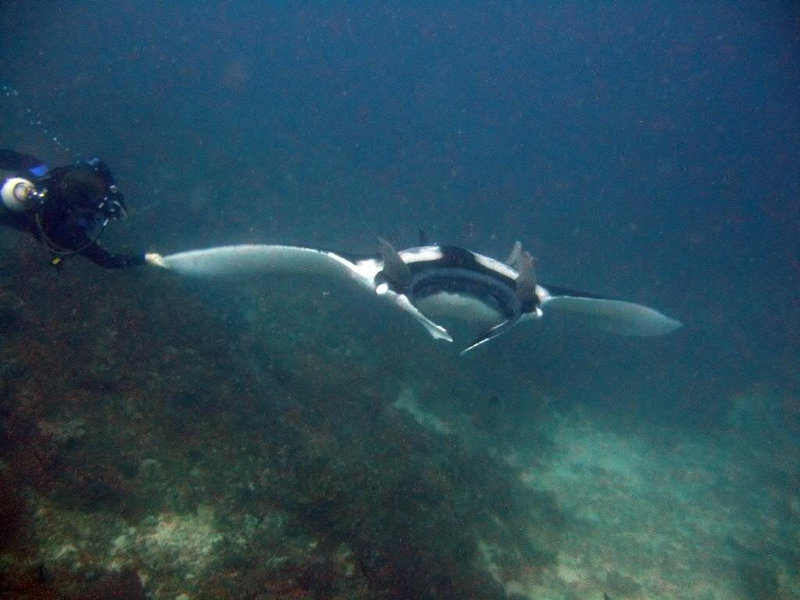 Touching the Manta is amazing ...