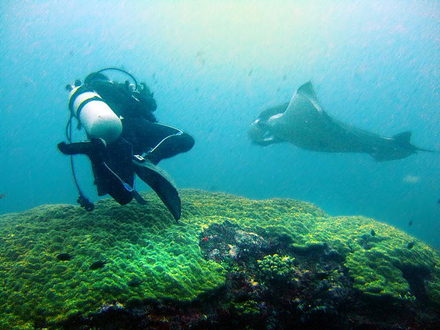 The Manta Ray and the diver