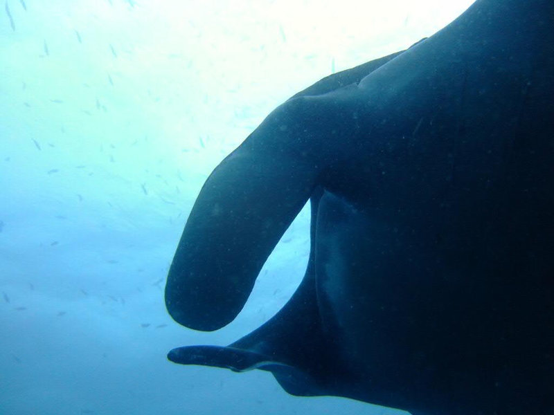 Cephalic lobes of the Manta