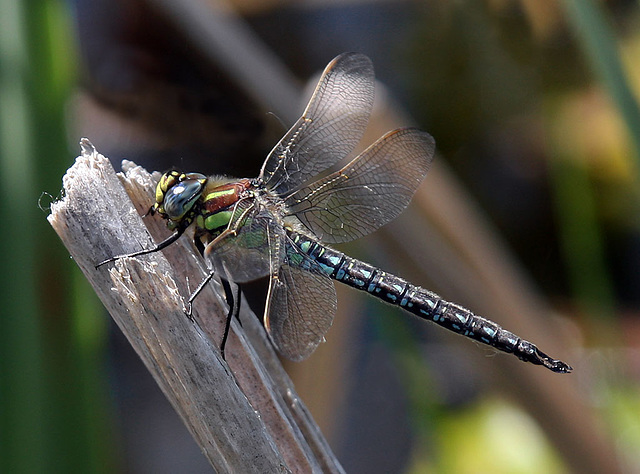 Hairy Dragonfly (Brachytron pratense)