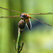 Four-spotted Chaser (Libellula quadrimaculata)