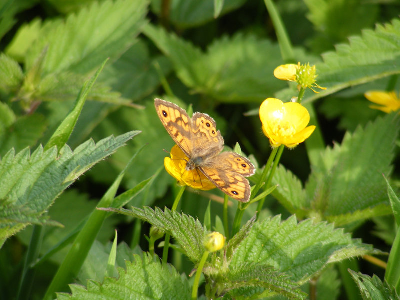 Schmetterling