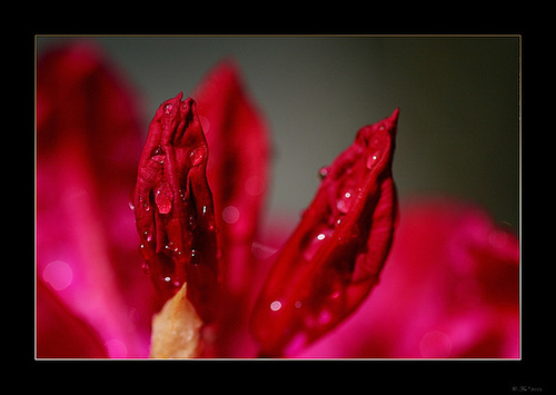 Rhododendron