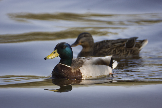 Ein Paar Enten