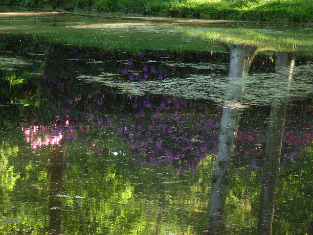 Der Frühling spiegelt sich