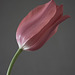 Tulpe 6