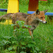 Fuchs in meinem Garten - vulpo en mia gardeno - renard dans mon jardin - fox in my garden