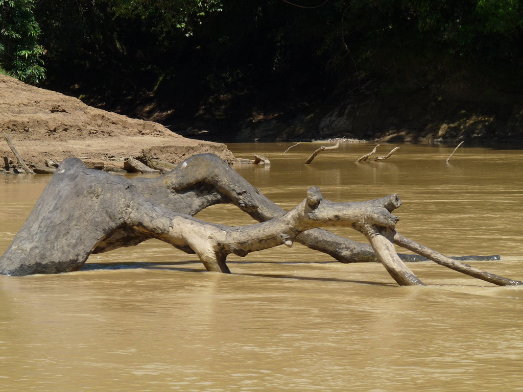 River Monster?