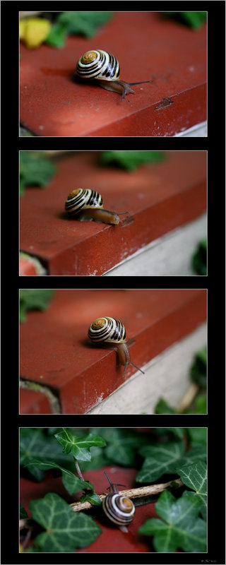 snail story (pip)