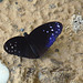 Blue Borneo Butterfly